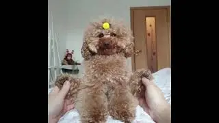 Массаж для собак