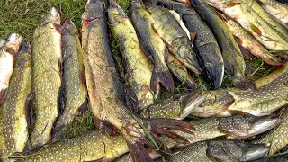 These places are a FISHERMAN'S PARADISE! A LAKE WITHOUT BORDER IS BOILING WITH FISH! Fishing 2025