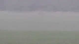 стая из 5 волков