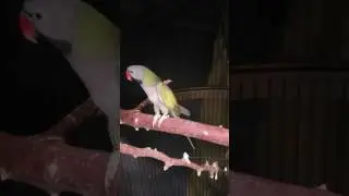 Музей мирового океана попугай