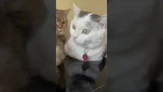 От чего устают коты 🐈 🐈‍⬛ #cat #pet #домашниепитомцы #любимыепитомцы #кот #кошки