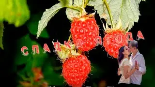 Песня  для  души - Сладка ягода одурманит, горька ягода отрезвит   -