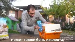 Шиншиллы -как путешествовать с шиншиллой?