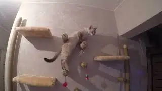 Игровая зона котейки своими руками