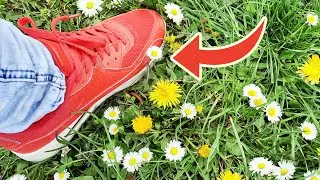 While picking dandelions, be careful! A powerful plant is under your feet
