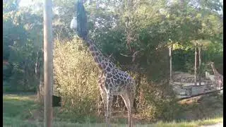 giraffe eating at the cincinnati zoo