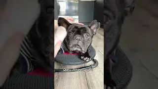 Get ready for some Frenchie ASMR ear-cleaning bliss with ear wipes! Turn up the volume and soak in t