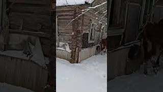 куда я туда и они 