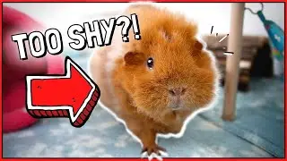 How to Help a Shy Guinea Pig: Real Taming Advice!