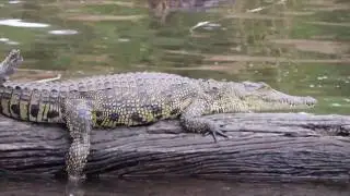 Chobe River Cruise Botswana