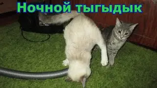 Ночной тыгыдык