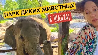 Парк диких животных в Шанхае. Wild Animal Park
