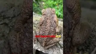 Putik ginulat ako. Watch yo until the end. #newviralvideo  #shortvideo  #frogs  #pinkNaPalaka.