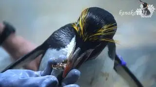 海響館 マカロニペンギン”アカ”の食べっぷり！でも、ちょっと寂しい・・・