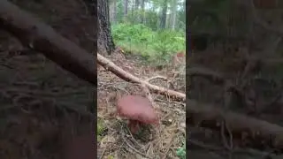 Сказочный лес😱Море грибов