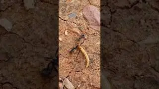 A fight between Ants and Mealworm (credit to Mourad busumma n Arif )