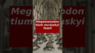 Megamonodontium mccluskyi fossil