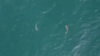 UAV Aerial Photography of Hammerhead Shark