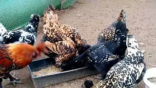 ЧЕСНОК ДЛЯ КУР НЕСУШЕК, КОРМОСМЕСЬ ДЛЯ КУР С ДОБАВЛЕНИЕМ ЧЕСНОКА!!!!