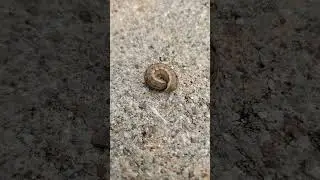Backyard bug hunt - cutworm