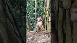 monkey fight