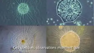 Les Héliozoaires. Quelques actinopodes d'eau douce.