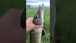 Хорошая щука