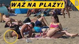WĄŻ NA PLAŻY