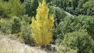 Le peuplier noir, un arbre d'ornement