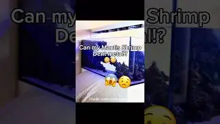 Can my Mantis Shrimp DENT METAL?!