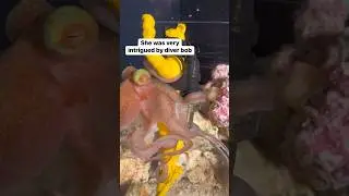I thought she would’ve taken him back to her den first #petoctopus #thereefdoc #octopus