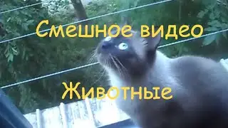 Смешное видео. Животные.