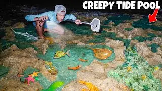 Finding Sea Creatures In CREEPY Tide Pool At NIGHT!