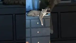 lazy cat lay down in new way