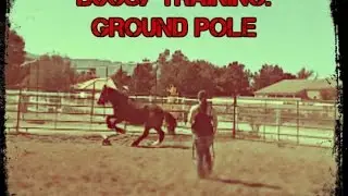 bugsy training 3 29 17 Ground Pole work
