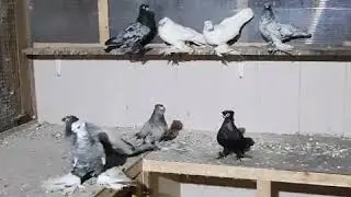 Узбекские голуби,Сидорова Максима ,в Сочи.
