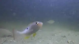 Several species of small fish under the lights at night
