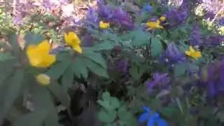 подснежники