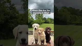 Which Labrador Retriever Are You Choosing & Why? #short #shorts