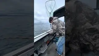 Nice Halibut Central Pugot Sound