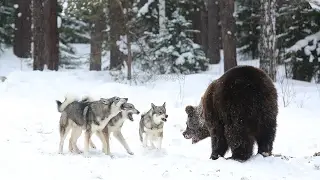 Best Animal Kingdom of Russia ANNOUNCEMENT Husky is Russia ANNOUNCEMENT