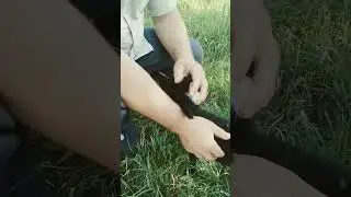 Мошки не дают покоя никому