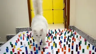 CATS vs Rabbit - Domino Obstacle Challenge