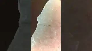 Canned Tuna under the microscope reveals a SHOCKING FIND!