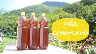 Сбор мёда в Сочи. 2019