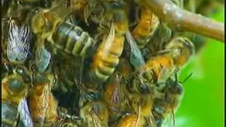 Honey Bees swarming Apis mellifera and the famous Waggle Dance performed by scouts