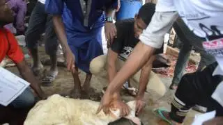 Nigeris Q. 18