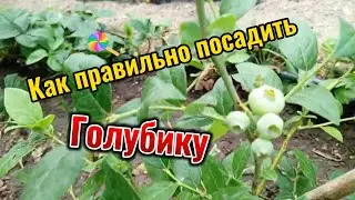 Как правильно посадить голубику