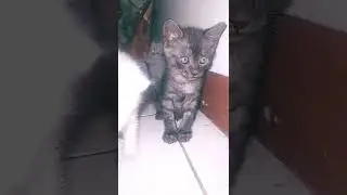 #shorts # 2022 ANAK KUCING YG BANDEL