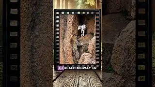 Leopard Hunts Goat on a Steep Cliff
